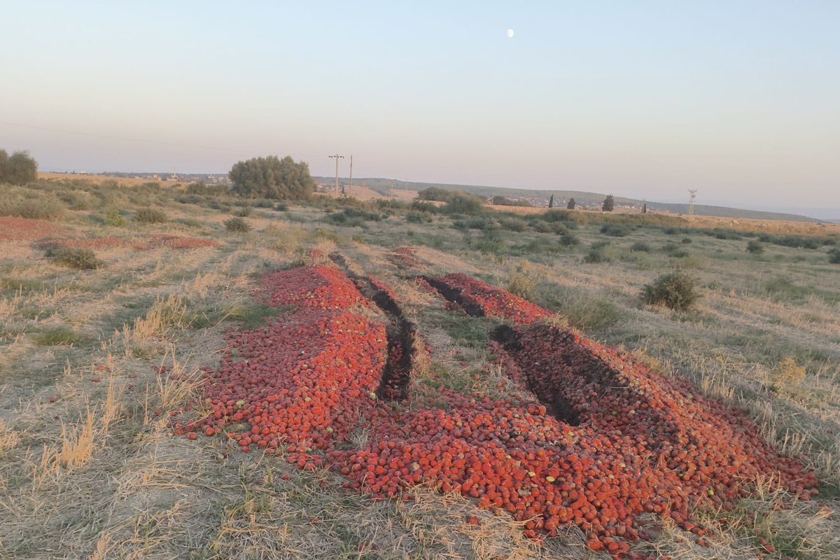 ticaret's tweet photo. Sosyal medya platformlarında, domateslerin bazı salça fabrikalarınca kabul edilmediği ve ürünlerin bu nedenle meraya döküldüğü yönündeki paylaşımlar üzerine, Bakanlığımızca gerekli inceleme ve denetimler derhal başlatılmıştır.

Yapılan inceleme ve denetimlerde, olayın Bursa’nın Karacabey ilçesi Sultaniye Mahallesi’nde gerçekleştiği; üretici B. B.’ye ait domateslerin bazı salça fabrikalarınca kabul edilmemesi gerekçesiyle, söz konusu ürünlerin B. B. tarafından Yolağzı merasına döküldüğü tespit edilmiştir.

Denetim sırasında yapılan kontrollerde domateslerin ezik, çürük, taş ve toprakla karışık olduğu görülmüştür. Bu nitelikteki ürünlerin sanayi işletmelerince kabul edilmemesinin ürünün fiziki durumundan kaynaklandığı anlaşılmaktadır.

Bu bağlamda, söz konusu olayın piyasada darlık veya fiyat hareketliliğine neden olma amacı taşımadığı ve ilgili mevzuat kapsamında bu yönde bir aykırılık bulunmadığı tespit edilmiştir.

Öte yandan, ürünlerin mevzuata uygun olmayan şekilde imha edildiği belirlenmiş olup, konu ilgili Belediyeye bildirilerek usulsüz imha kapsamında gerekli idari işlemlerin uygulanmasına yönelik süreç başlatılmıştır.

Ticaret Bakanlığı olarak, piyasaların sağlıklı ve düzenli işleyişinin sağlanması amacıyla denetimlerimizi aralıksız sürdürecek, mevzuata aykırı uygulamalara karşı gerekli tedbirleri almaya ve idari işlemleri uygulamaya devam edeceğiz.