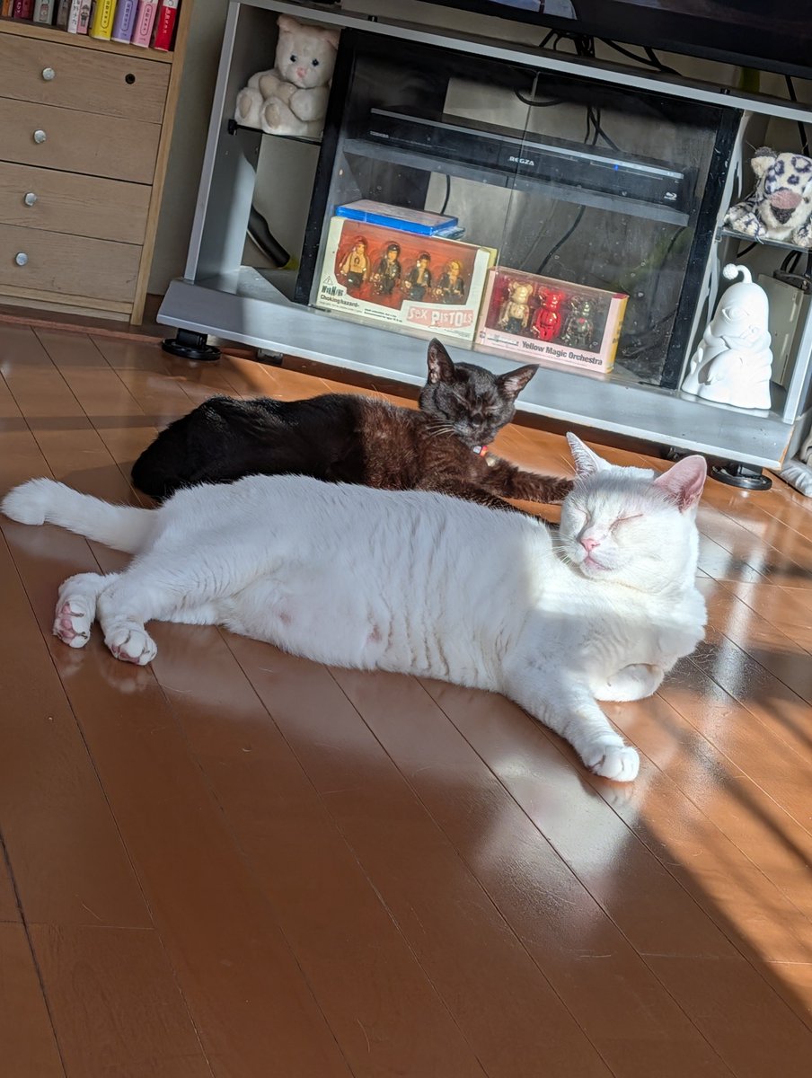 pikako1029's tweet photo. 西日ぴしゃー
眩しそうおおおおお

#黒猫さん
#青目白猫さん
#猫のいる幸せ
#猫のいる暮らし https://t.co/hgm8VgkbuB