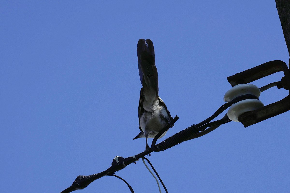 MaruchaX298364's tweet photo. 久しぶりに出合えました😊
#オナガ #野鳥 #野鳥撮影 #野鳥写真 #野鳥観察 https://t.co/A3MJ17d5Ry