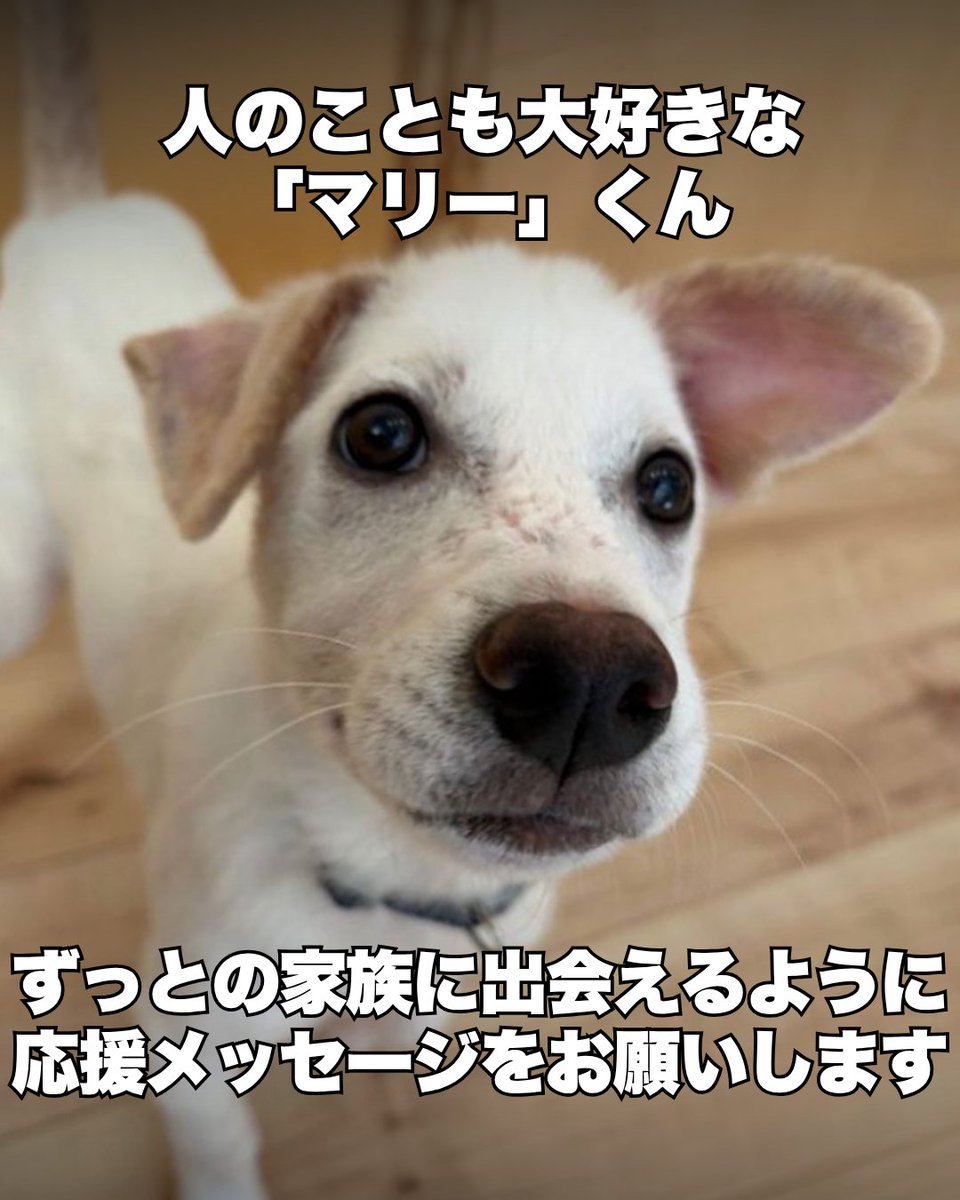PeaceWankoJapan's tweet photo. ワンコを助けるためにふるさと納税でご支援お願いします　(4/4)
 https://t.co/tcnUfPDcvg https://t.co/ioJJnvcx8Z