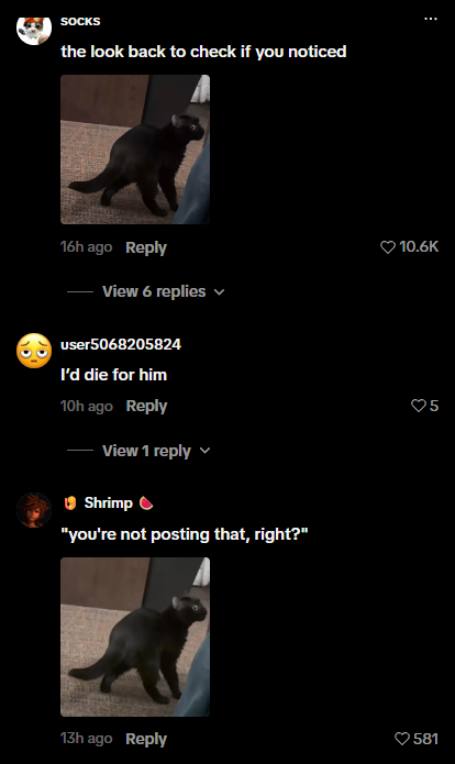 smkrsol's tweet photo. FOUND THE NEXT CAT RUNNER AND ITS MEGA VIRAL 

This cat “Corn” is currently going MEGA viral on TikTok and Instagram, with over 2M views on Instagram and 1M on TikTok in under a day. He’s literally become a MEME because of how insanely unaware he is.

The comments are filled with MEMES and STICKERS of the cat, I can see this becoming something huge.

https://t.co/3LWTdGxMWm (1M views)

https://t.co/ZULrY3aUxr (2M views)