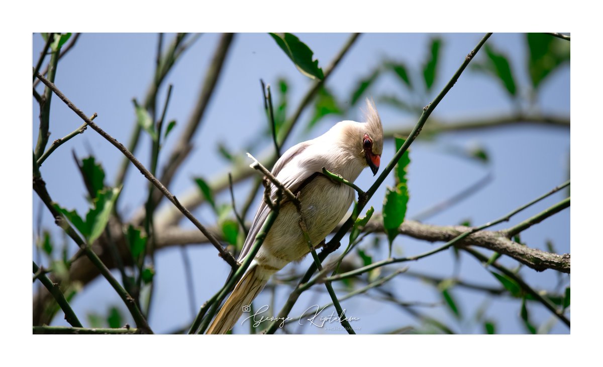 KKiptalam's tweet photo. The Blue-naped Mousebird #bluenapedmousebird #BirdPhotography #BirdsOfKenya #Mogotio #Baringo #WildlifePhotography #NikonZ #NikonPhotography #BirdingKenya #NaturePhotography #KenyaWildlife https://t.co/thf58nuE4L