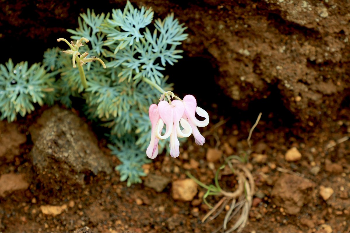 za25bi's tweet photo. 蔵王で出会った、コマクサ（駒草）の花です。高山植物の女王と呼ばれています。西日本出身の私には縁がないと思っていたので、蔵王で見つけたときは本当に感動しました。
本当に可憐な花です。

#コマクサ　#高山植物 https://t.co/zCiDF3UE8L