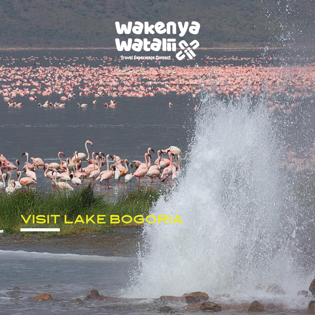 WakenyaWatalii's tweet photo. #LakeBogoria is proof that Kenya has no business being this beautiful. 

Flamingos on the lake, hot springs nearby and that Rift Valley backdrop? Eish.

This one deserves a #weekendplan. 

 Book your Lake Bogoria adventure with us .
https://t.co/cNR2puvAlG

#WakenyaWatalii https://t.co/sEpxyBMEP6