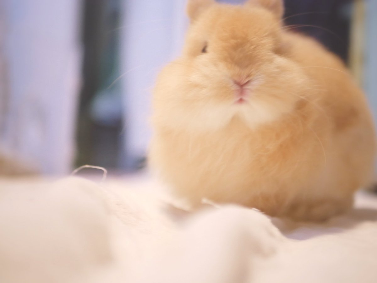 hinokiusa's tweet photo. かわいくて幻かとおもた https://t.co/XPkgx58m2s