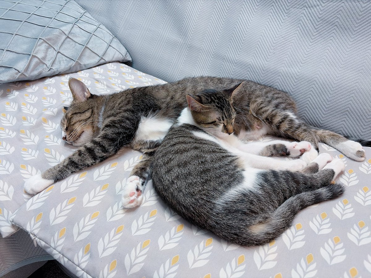 syk_ale's tweet photo. 猫にソファーを占領されてえーん座れないよ〜😭 ってなるのが夢だったので実現されてたまらん幸せ
猫ベッドにいるのも猫タワーにいるのも可愛いけど人間が人間のために用意した場所に我が物顔で居座る猫の姿はまた格別の尊さがある かわいい…人間は床に転がります… https://t.co/x4g8gfPAez