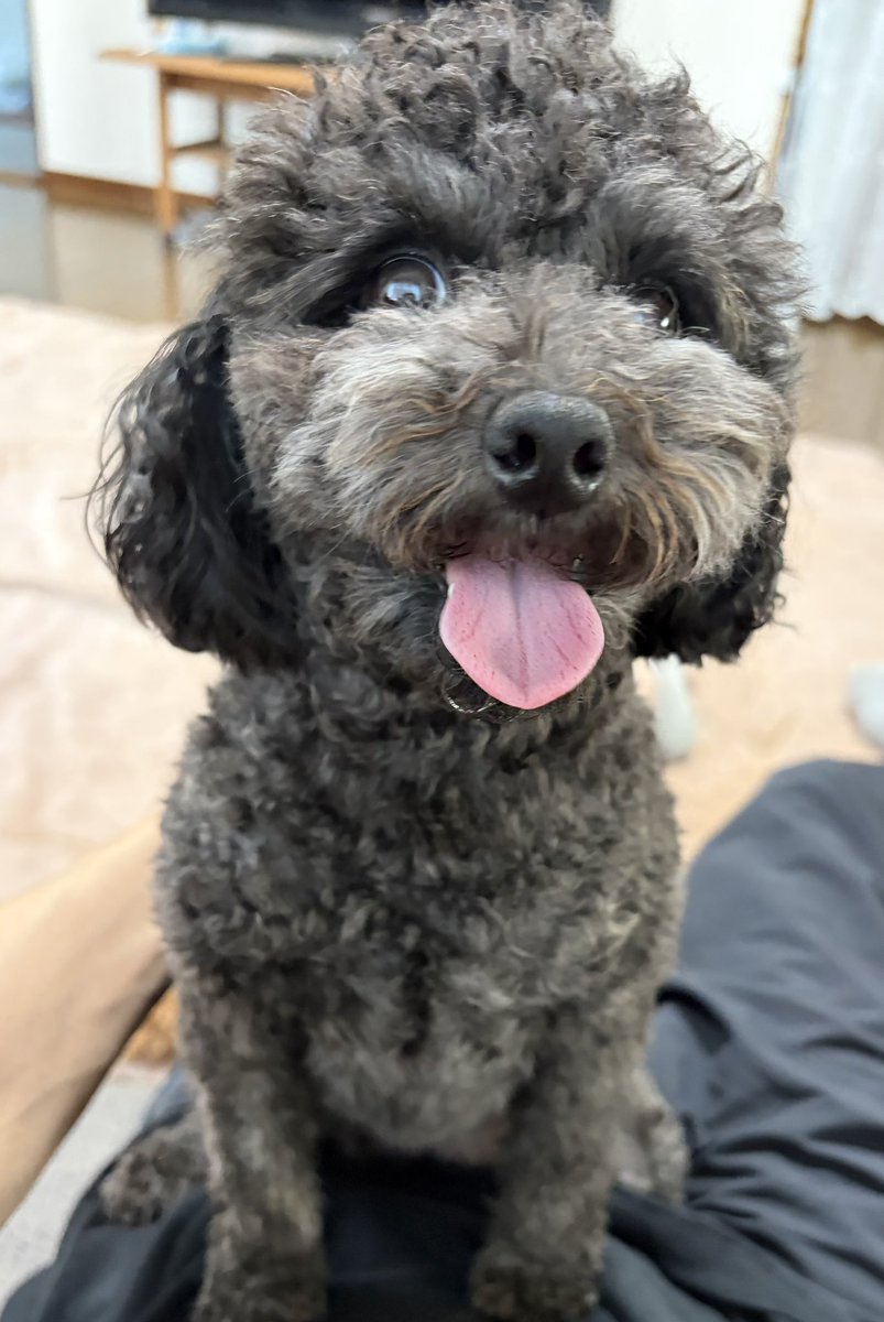 lovin0921's tweet photo. 母いすゞ亭に🐕‍🦺この騎乗位の女王は👑
いつも俺の上に乗ってくる🐕‍🦺 https://t.co/DXZapKiZMr