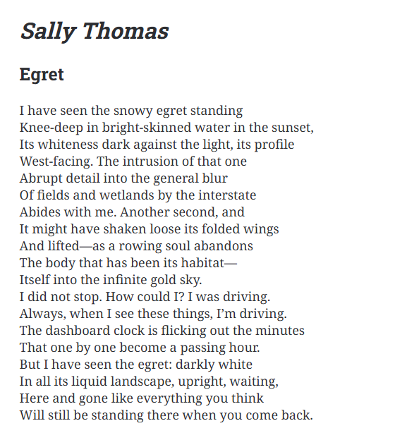 newversereview's tweet photo. Here's "Egret" by @SallyThomasNC from NVR's summer issue! https://t.co/FELEPMSsEC