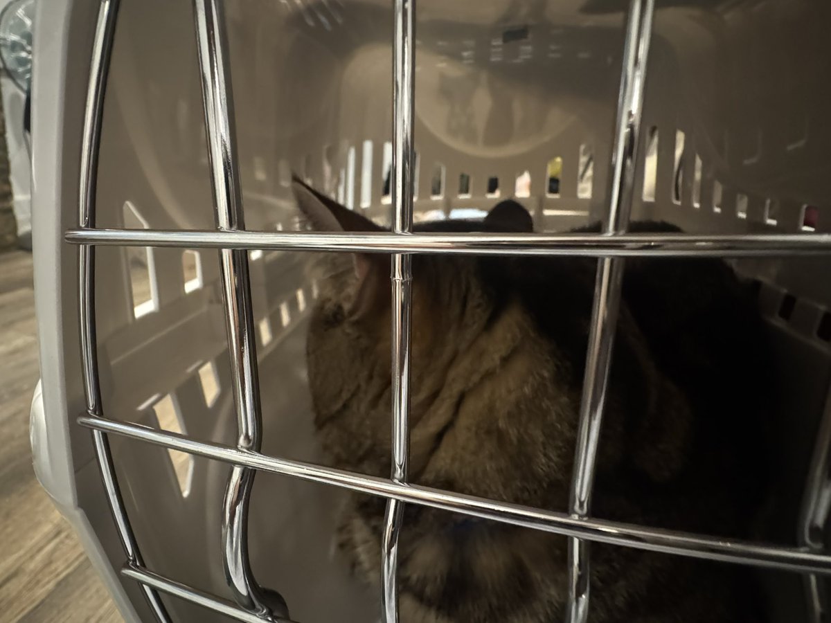 matrosxka's tweet photo. Se siente raro llegar q mi casa y no ver a mi gato pq lo debo dejar en el veterinario 😭 https://t.co/MirNIdXBu3