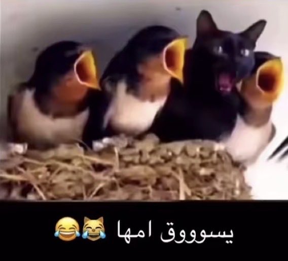 user267890145's tweet photo. انا اقول لها تطلع الين افصخ وبعدها تجي كرامتي ما تسمح لي افصخ قدامها https://t.co/ryBweu1Lxi