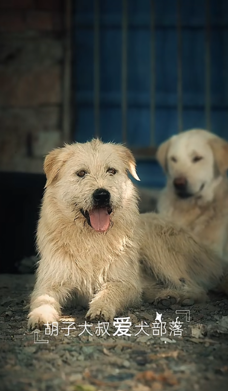 charlesdogonsol's tweet photo. From a rural courtyard in Hebei to timelines around the world.

He never chased fame.
He simply stood his ground.

THE PACK HAS CHOSEN. 👑🐾
$长毛 https://t.co/EUCXvU6JWn