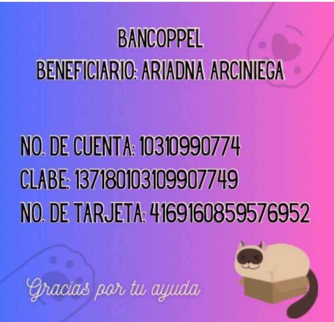 Ari_Arciniega6's tweet photo. Tan solo 40 números y muchas posibilidades de llevarte un monedero del palacio de hierro con Valor de $4000 pesos , tan solo adquiere 1 🎫 con valor de $100 y estarás participando , Recuerda que adquieriendo 1 Número estarás apoyando a Muchos 🐕🐈en apuros 
Escríbeme y sé el primero en comprar 1 🎫🙏