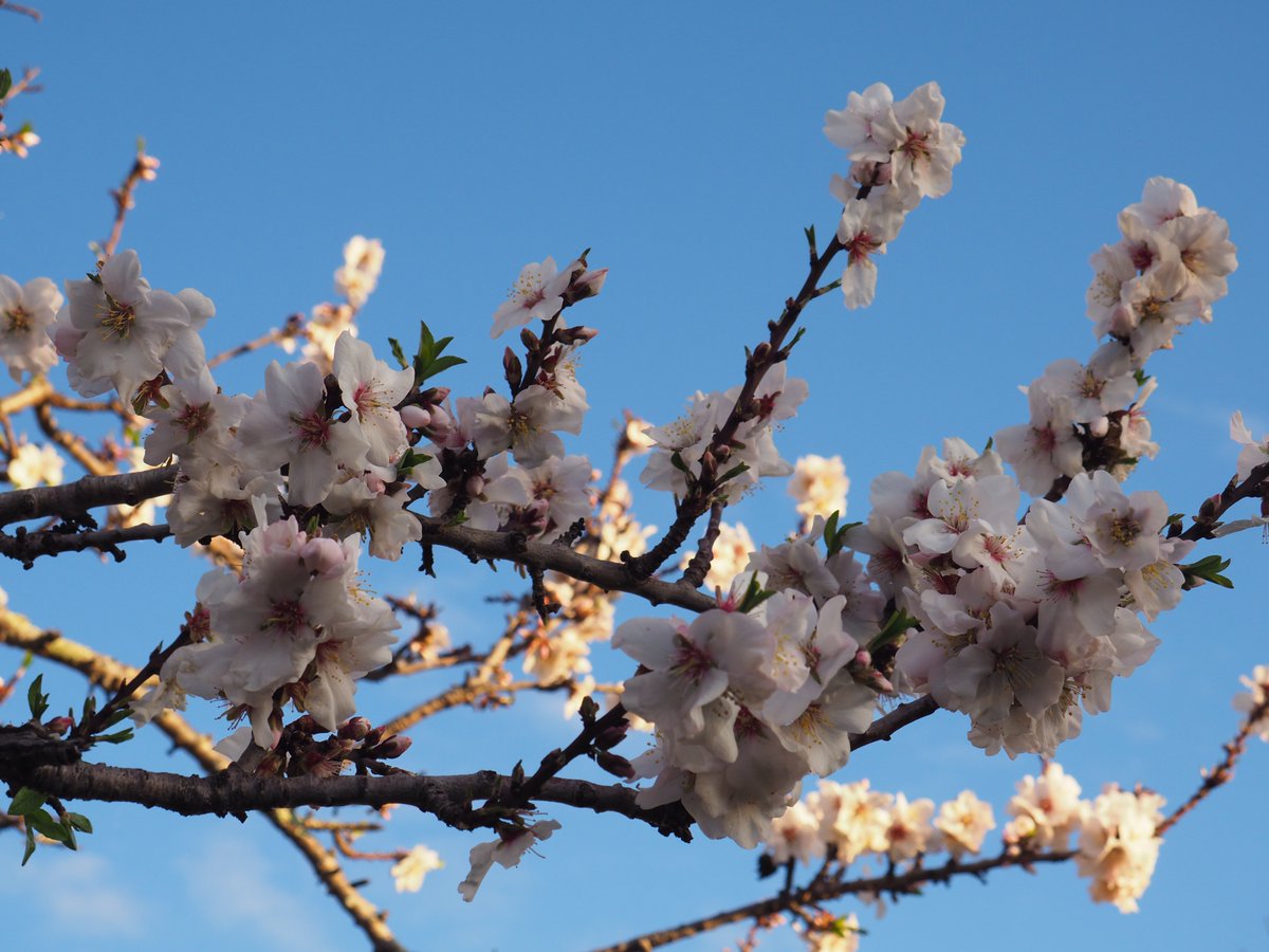 robssofwynyard's tweet photo. @ouagadougou62 Whereas my Almond is reaching peak flowering https://t.co/7oopbcr1ed