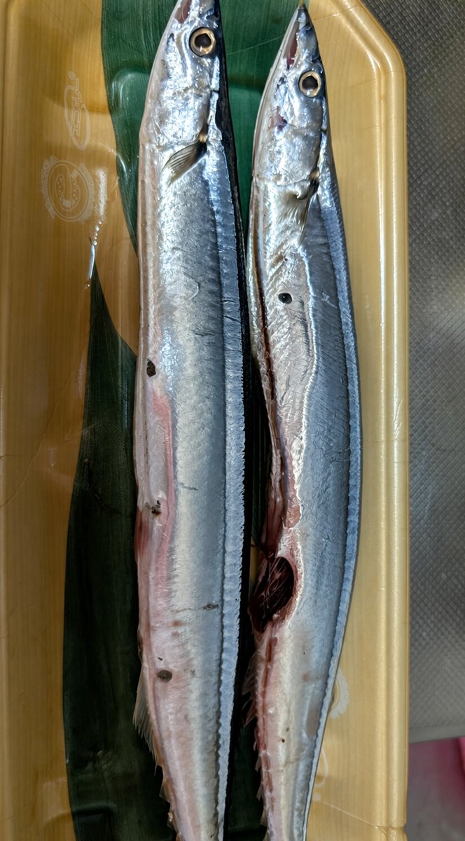 masta777's tweet photo. 今年初秋刀魚 https://t.co/AWmo9UrAMX