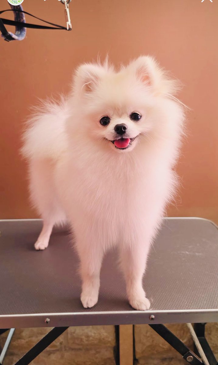 RyuichiYoutube's tweet photo. もちこが家に来て3ヶ月。生まれて半年がたち大きくなってきた。

世界大会出る人頑張れの気持ちで可愛さ共有🐕 https://t.co/pXpudbPzR5