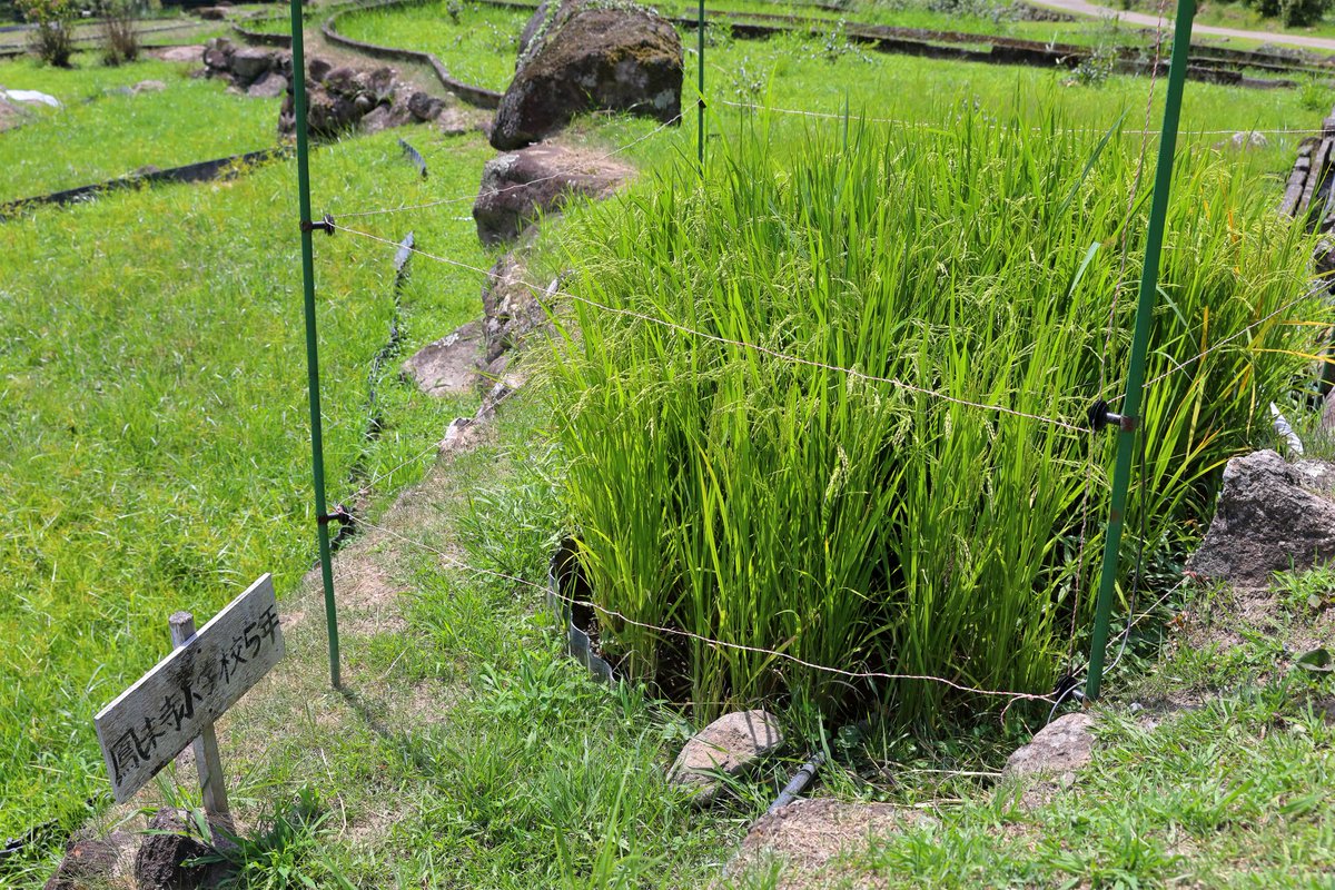 utamarukousa's tweet photo. 日本の棚田百選！
【四谷の千枚田】
刈り入れ間近🌾
千枚田も老齢化に伴い
休耕田がめっきり
多くなりました😔
近頃は企業や学校などが
借り受けての稲作です🌾
地元の小学生達も寂れて
ゆく危機を乗り越えようと
わずかな土地に稲作を🌾
とてもけなげだと感じた
8月22日撮影📸 https://t.co/05YkpZQQPL