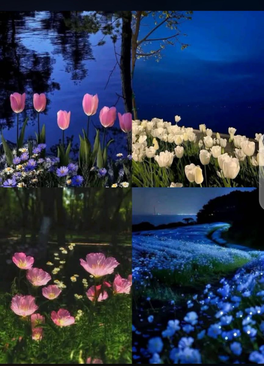NatureNook786's tweet photo. “Blooming beneath a sky full of quiet dreams. 🌷💙” https://t.co/VD3mhiXPxZ
