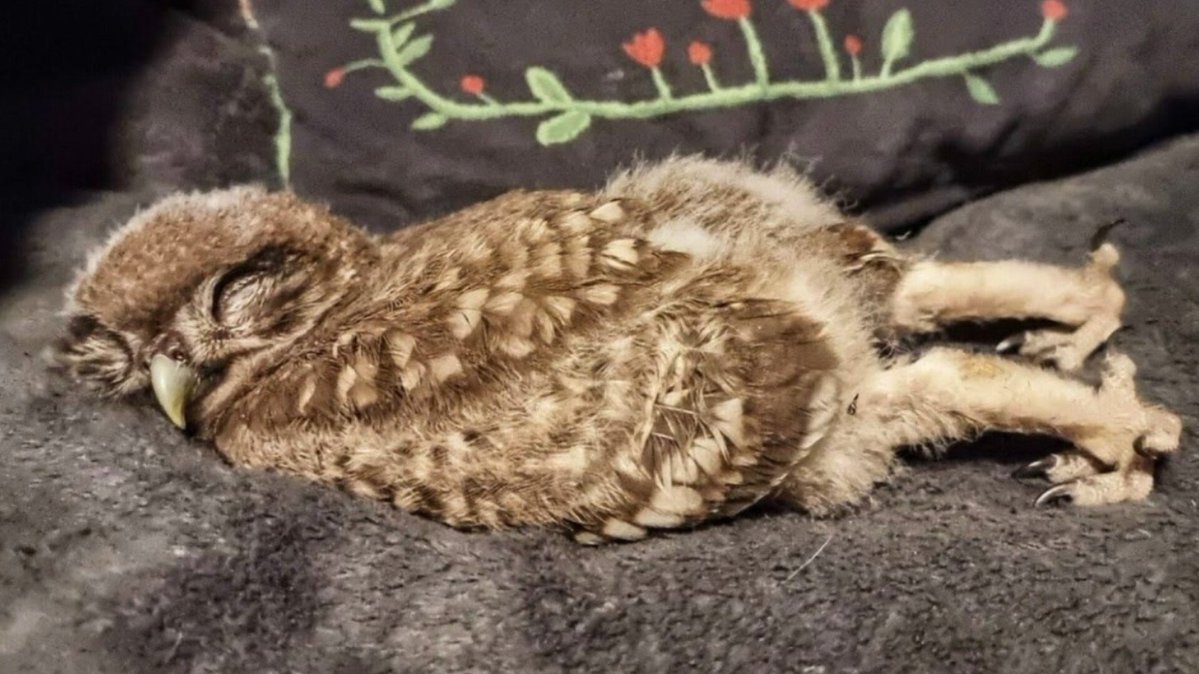 AnimalGeoLife's tweet photo. Baby owls sleep on their stomachs until they grow stronger and develop muscles; their heads are too heavy to sit up for long periods or balance on their feet like older owls 🦉 https://t.co/4iIy29Tob8