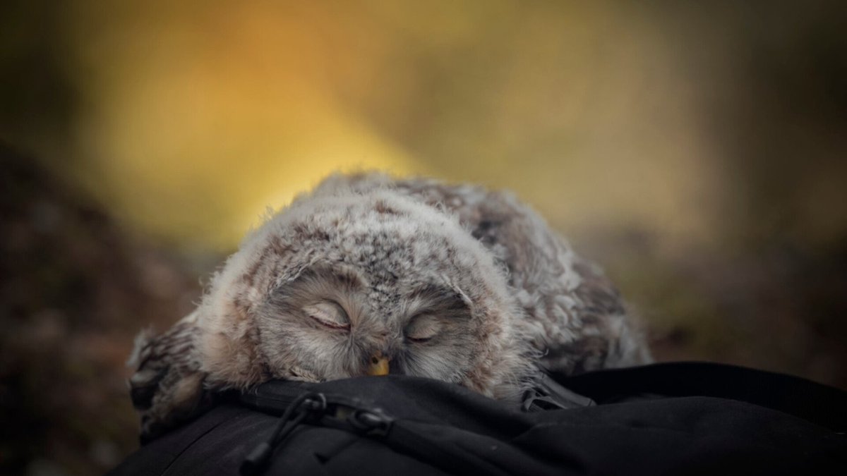 AnimalGeoLife's tweet photo. Baby owls sleep on their stomachs until they grow stronger and develop muscles; their heads are too heavy to sit up for long periods or balance on their feet like older owls 🦉 https://t.co/4iIy29Tob8