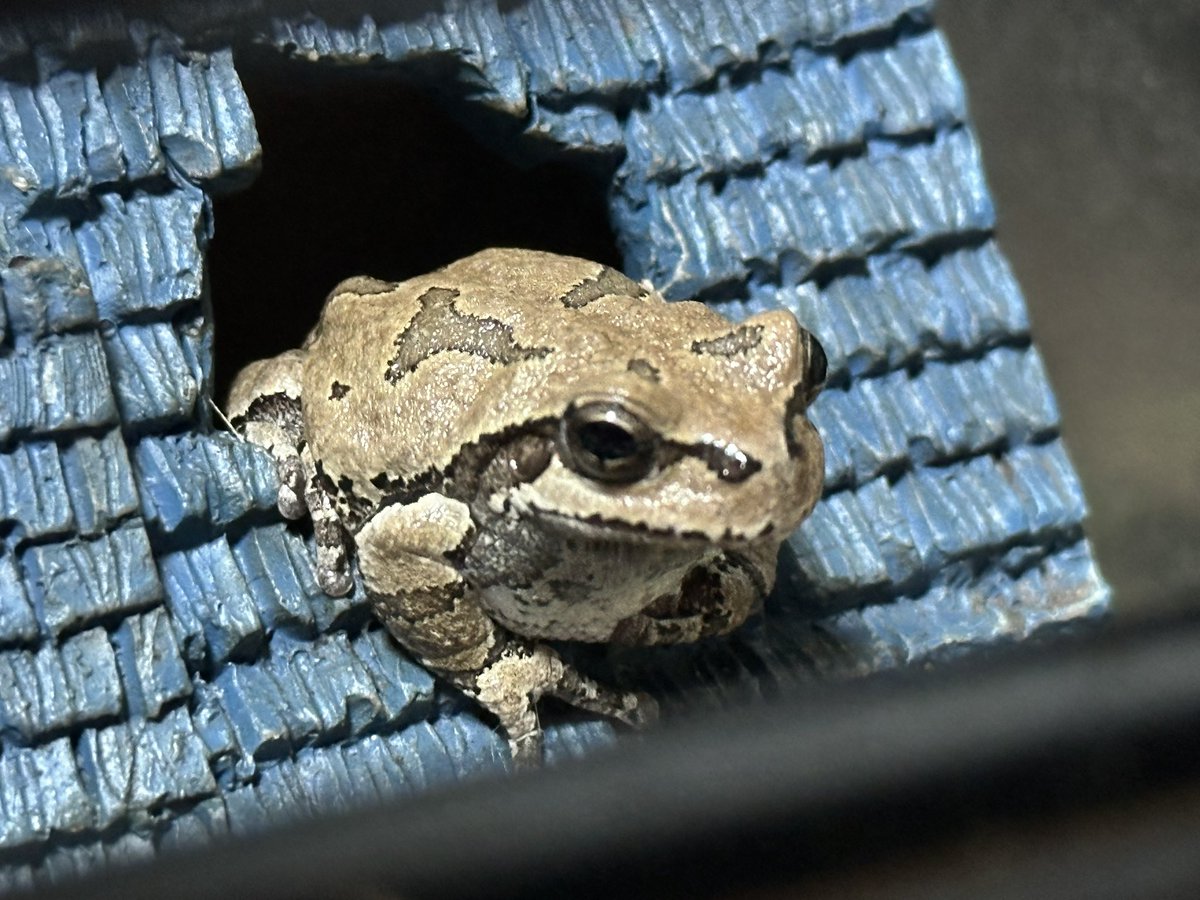 tetsu_arue's tweet photo. おうちからこんにちわ🐸

#ヒガシニホンアマガエル　#アマさん https://t.co/xcDzup5Wte