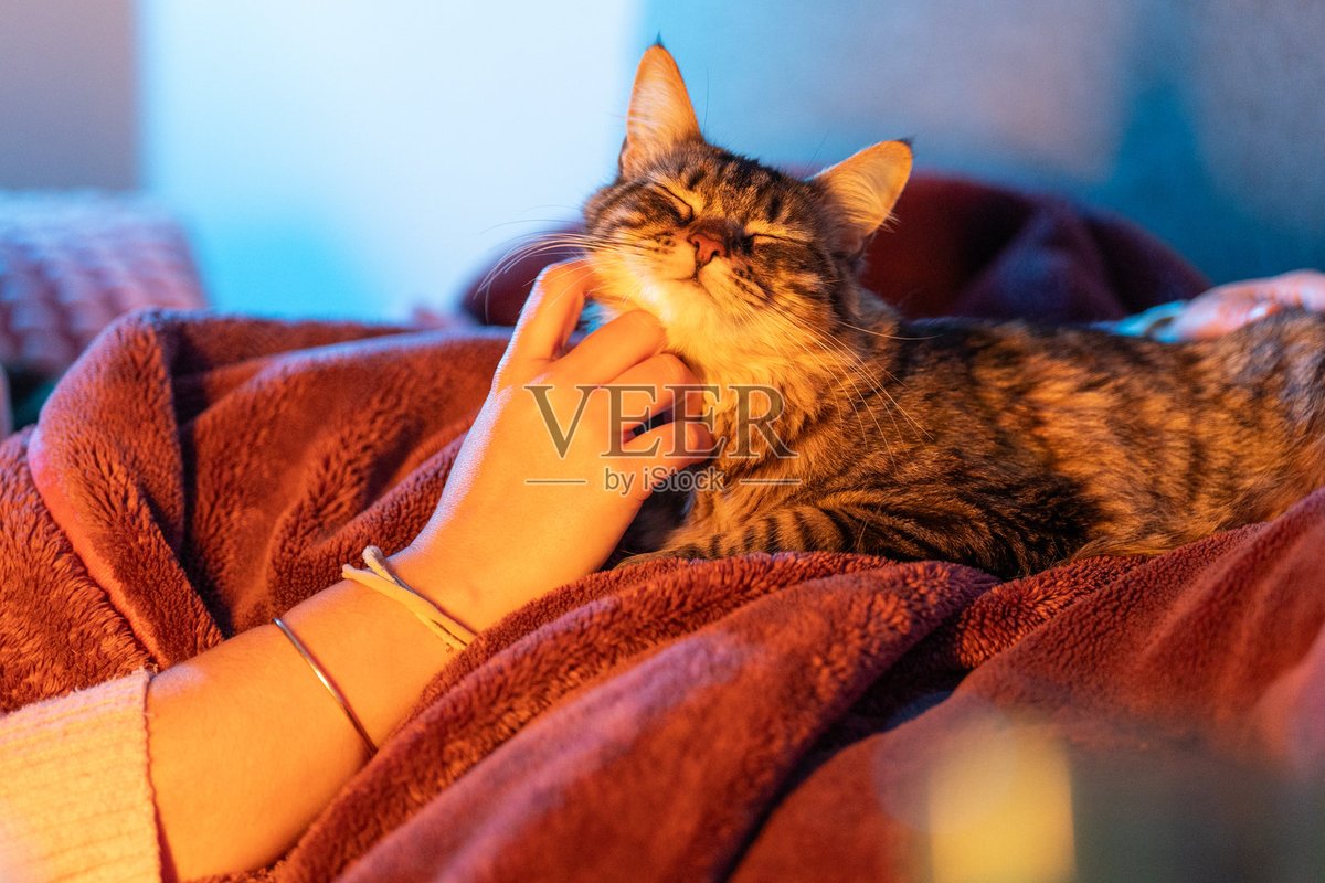 InesToi's tweet photo. Nothing beats the cozy vibe of curling up with your furry best friend on a rainy weekend . https://t.co/uyn4CNVTve