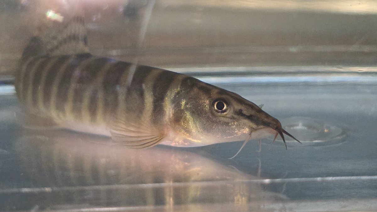 IKIMONOandCVS's tweet photo. Parabotia sp.ベトナム
ベトナムに分布するとされるパラボティアはdubiusのみだが、情報不足でこれがそうかは不明。
見た目があまりにもアユモで歓喜 https://t.co/XvRtYRb4hh
