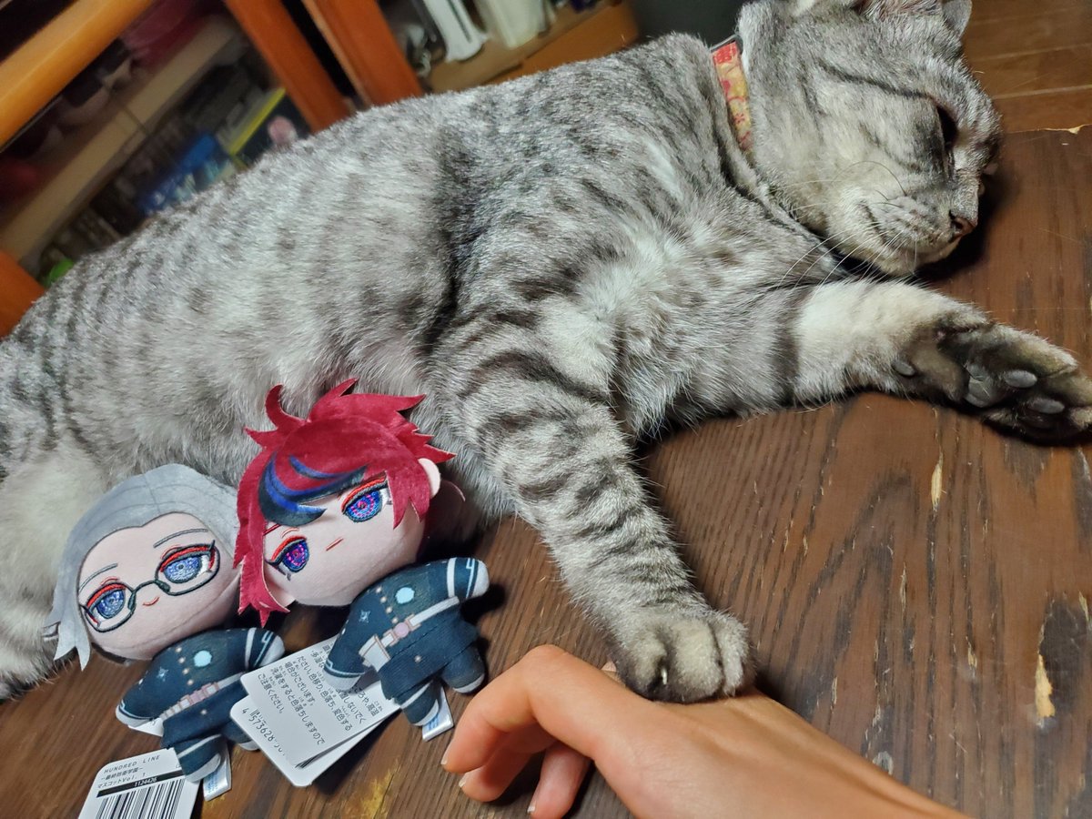 mhyromrom's tweet photo. ぬいを置くな やめろ の手をされている https://t.co/xXSR9BmgXR
