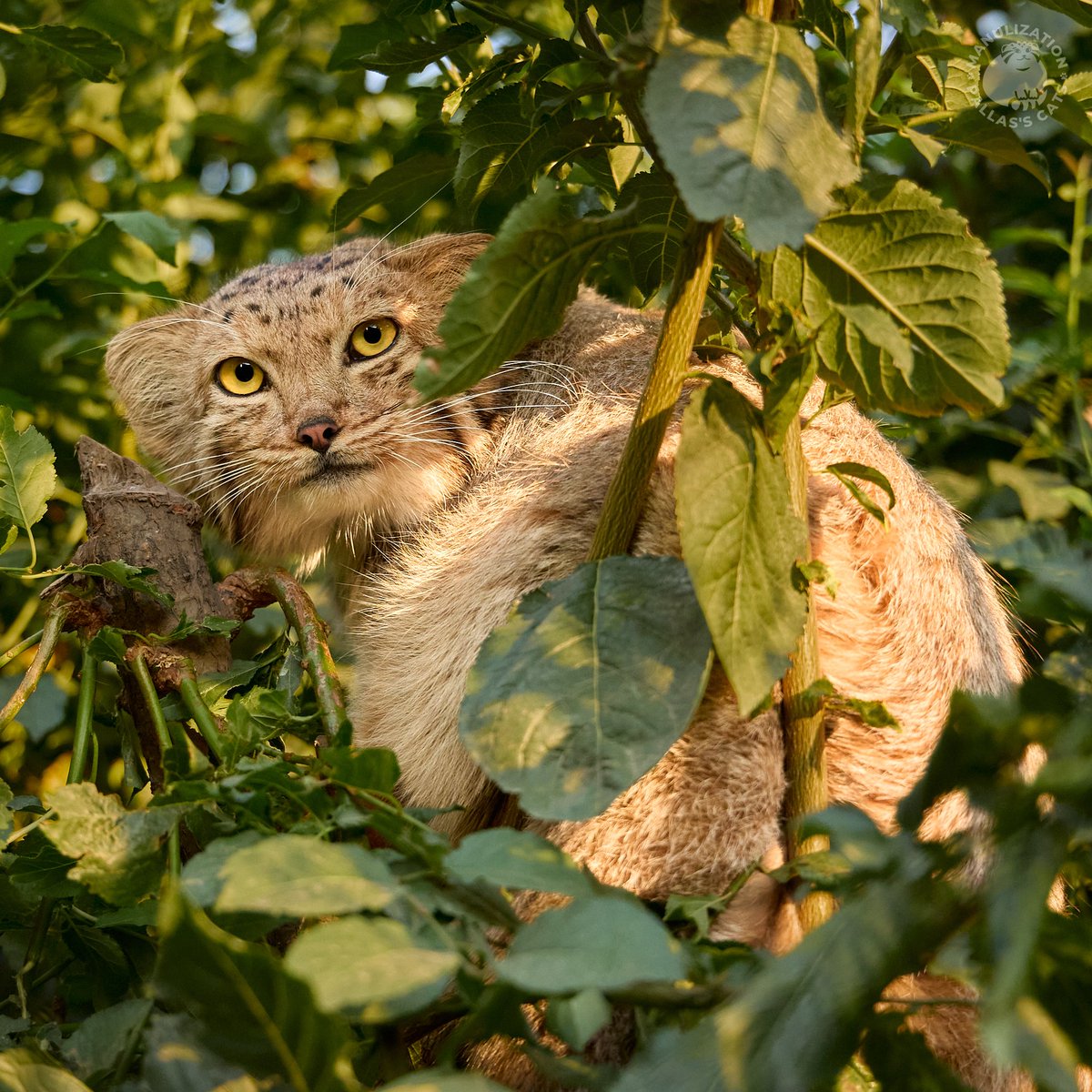 RomanPaulov's tweet photo. Handsome Manó the Pallas's cat from Yerevan Zoo.
Mano loves to nap in his man cave, but closer to the evening he often visit his fiery bride Nano in her tree house, settling down on one of the branches beside her.
#manul #манул #манулы #マヌルネコ #pallascat https://t.co/a4sTG2BdKu