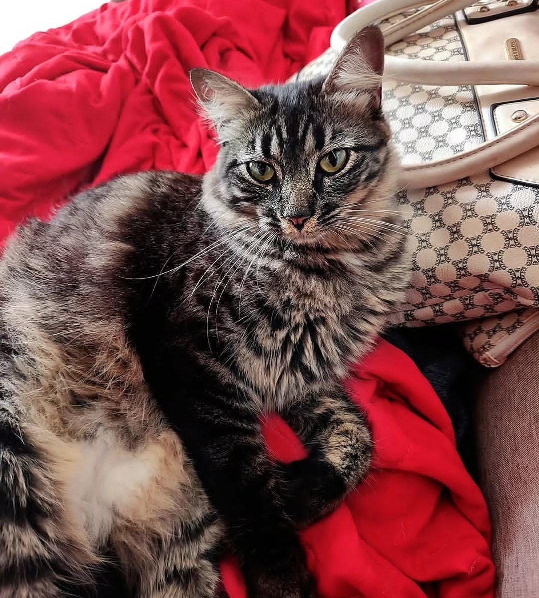 brendasafra's tweet photo. como começou / como estamos

de uma gatinha gigante de 3 meses que tinha pavor de seres humanos a uma gatona linda e super carinhosa, que dorme comigo todas as noites https://t.co/fv0ZjmOkNx