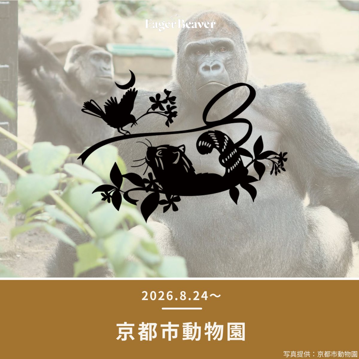 EagerBeaver_co's tweet photo. #EAGERBEAVER × 京都市動物園🦍🐾

動物園は、動物を見るだけの場所ではありません。
 
種の保存、教育、調査・研究など、未来へ命と学びをつなぐ役割を担っています。

売上の一部は京都市動物園の活動へ。

📅販売期間：8/24〜9/6
#京都市動物園

支援はこちらから➡️ https://t.co/epI9jpJbPT https://t.co/L4iEQlfWX6