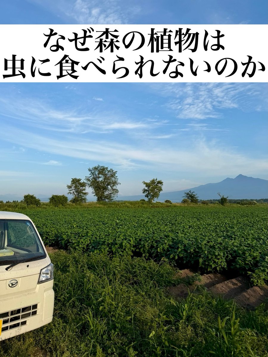 kuu331108's tweet photo. 🌿「有機は虫に食べられて当然」「虫食いは農薬がなくて安全の証拠」これ、本当ですか？？

⚡前回かなり反響が大きかった北海道で有機農業している圭吾氏の記事、今回も目から鱗の気づきのきっかけに👍

→僕は農業を始めて6年間ずっと無農薬で栽培をしてきましたが、最初は酷い虫食いにやられ悩んでいた時は僕も思っていました。

通常は虫や病の被害を防ぐために農薬を使用しますが、僕は一貫して「なぜ虫に食べられるのか？」「なぜ病が発生するのだろうか？」と農薬を使わずに観察し研究を続けたことがきっかけでこの考えは身をもって違うと思うようになったのです。

【森に生えている植物はなぜ虫に食べられないのか】
僕が虫食いの被害に悩まされていた時に思ったことです。なぜ森に生えている植物は虫食いの被害にあっていないのだろうか。

確かに、いちごなどの果物は糖度が高く虫がよってきやすいことはもちろんですが、僕は葉物や枝豆などの糖度が高くない野菜も酷いくらいの虫食い被害にあっていました。

森に生えている植物は特定の植物のみが虫の被害に遭うということはありません。しかし、畑になるとそれが簡単に起きる。これには何か理由があるのではないだろうか。そう思わざるを得なかったのです

数年間も虫食いや病の発生によって農産物の売り上げは0。でもどうしても無農薬で北海道の広大な農地で野菜を作りたかったのです。

僕は森と自分の畑の違いを観察し続けました。何が違うのだろう。

そこで気づいたことは僕の畑は多様性が全くなかった。雑草は栄養を奪うからと、作物以外は全て抜き取っていたし、とにかく深く細かく耕し、植え付けしやすい土を作っていました。

これを藁にもすがる思いで今までの事とは真逆のことをしてみました。これで無理ならもう農業を諦めようとも思っていたほどです。

森に生えている植物と同じことをしてみたのです。土はなるべく耕さない。農薬はかけないのはもちろん、草を排除することもやめました。肥料も入れることもやめました。

その結果、あれだけ虫食いと病の被害に悩まされていたものが突然として無くなったのです。僕は目の前の光景が信じられなかった。どうせ今年も虫に食べられるだろうと思っていたからです。

さらに、誤算だったのは虫食いや病が発生しなくなっただけではなく、草が生えていることで乾燥から防ぎ、保水性が増すことで土壌流亡することがなくなり、異常気象にも強い畑に生まれ変わりました。

僕は数年の収穫量0を経て、やっと少しだけわかったような気がしました。そして見えてきたのが、虫は弱っているから食べるのだということです。それと同時に自然は尊いものだと改めて感じたのです。

今は、雑草は管理がしにくい草が生えてくるので、緑肥をまいたり、必要のない草は除去し、畑は不耕起栽培や輪作上難しい部分は表層のみを耕す方法に変えました。

現在10haの面積で全ての圃場で農薬不使用で栽培することができるようにまでなりました。町からも農業法人の認定をもらい、晴れて農家として独立することができたのです。

農業には「雑草は栄養を奪う」「畑は深く細かく耕すもの」という常識のようなものがあります。

しかし、現代の技術を持ってしても微生物については解明されていないものが多く、土の1gも作ることは出来ません。

常識と真反対のことをやって上手くいってしまったのですから僕はそんな農業に魅力しか感じません。

今は、「オカルト」「頭おかしい」と思われてしまいがちですが、さらに北海道の広大な農地を増やし続け、結果と数字で証明し

環境にも、人にも、そして農業経営としても持続できる新しい農業の形を必要とされるべき人に伝えていきたいと思っています。

圭吾

https://t.co/soCwibrTgf
