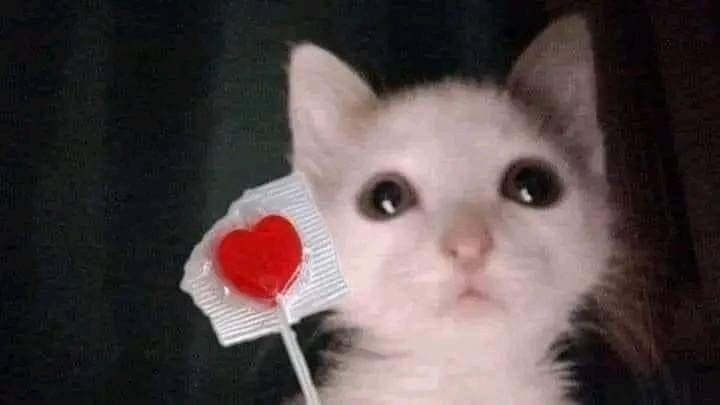 UncutVincent's tweet photo. Trying to flirt with oomfs and i just feel dumb afterwards https://t.co/qX9BwE2GXH