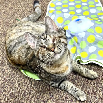 sachikoko's tweet photo. 🙏🏽PLZ SHARE
🌼Gentle, Sweet 1YO #Tabby #Calico Kitty DORIS🌼
💗A little Cat Who Sees W/ Her Heart💗
📯Needs A Patient, Loving #FureverHome🏡
▶https://t.co/5Rc5Jcdr33
🙏🏽#AdoptMe
#Modesto, #CA #BlindCat #SpecialNeeds
@AdoptRescueCats (CP) #PerfectlyImperfect
#RehomeHour #US #CATS https://t.co/B8hTiry4mD