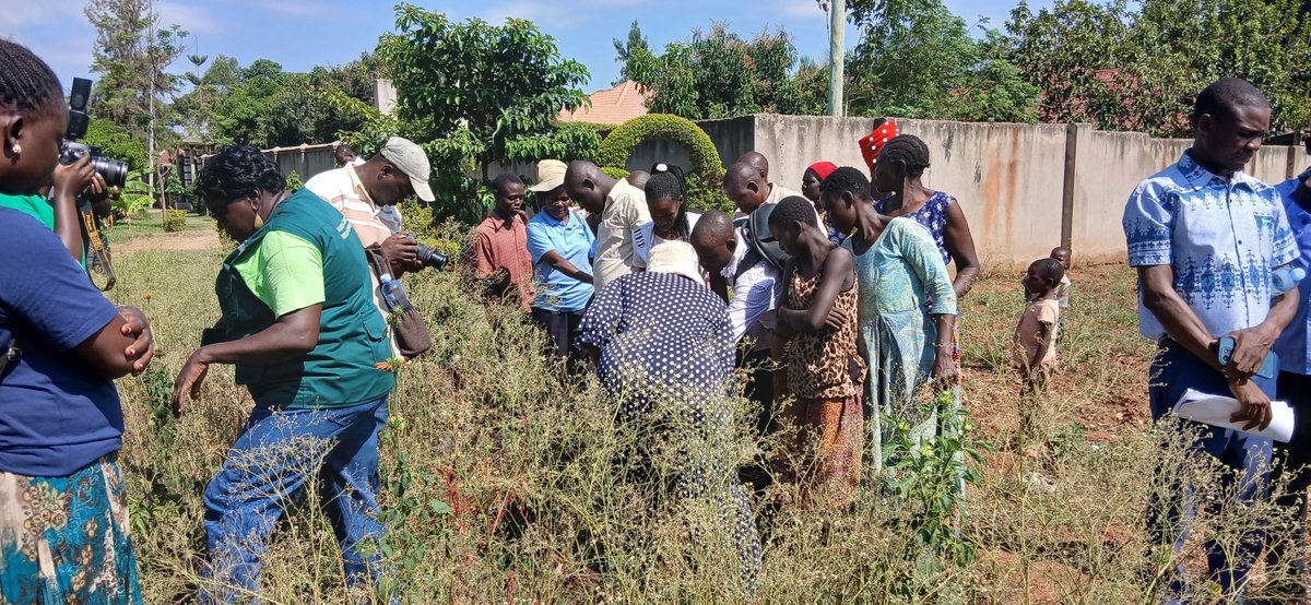 LocalPallisa's tweet photo. Farmers &amp; extension workers have today completed a 2-day training by ASARECA, MAAIF &amp; NARO on biological control of parthenium weed.

Pallisa has established a biological control unit where beetles are being reared to support control 
@narouganda
@MAAIF_Uganda
@ASARECA https://t.co/mtssv6YD4F