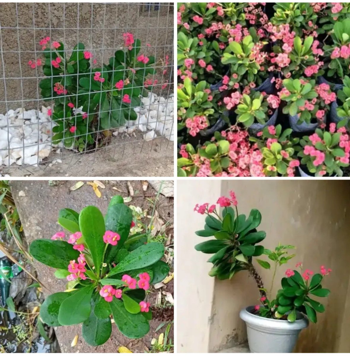 Greenthumbhort's tweet photo. Don't let its name fool you. 

CROWN OF THORNS is a hardy ornamental plant that can produce colourful blooms and add character to gardens and decorative pots.

📩 Available at Greenthumb Horticulture &amp; Landscaping Company.

#CrownOfThorns #ChristThorn #FloweringPlants #Ornamental https://t.co/x2OMk6HgNU