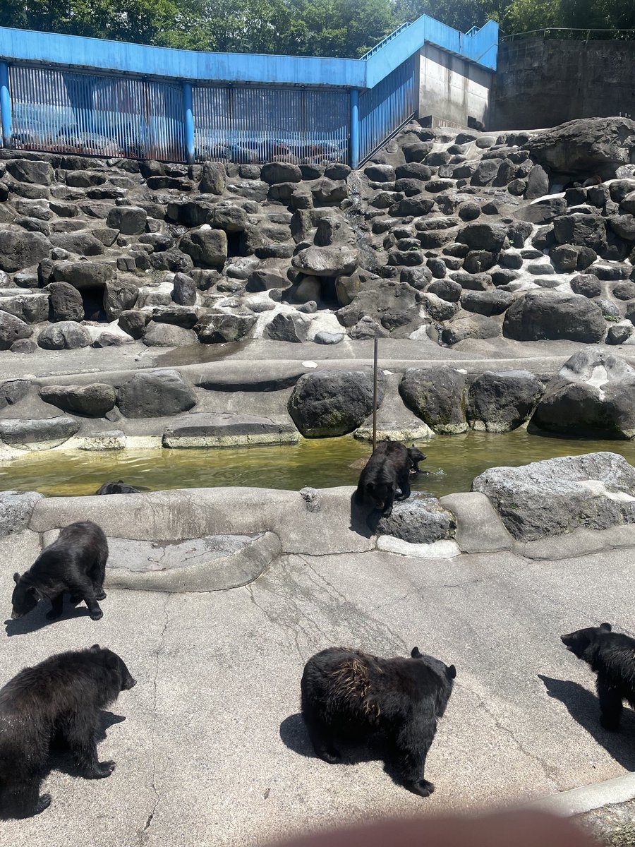 Okumuras660's tweet photo. 奥飛騨クマ牧場　餌あげたり、こぐまの抱っこ体験出来ます。可愛いですがリアルに山で会ったら勝ち目は無いなって実感出来ますよ！ https://t.co/HsCLT1D3RX