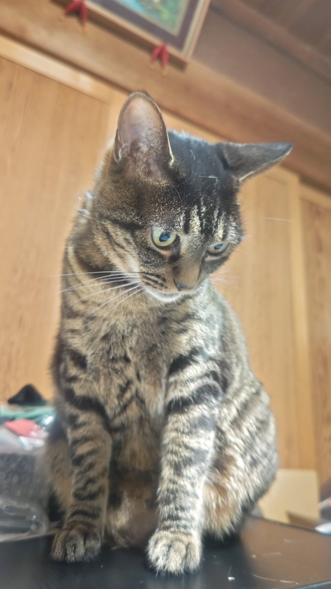 endoukeeko's tweet photo. 床でうたた寝していたら、腹に衝撃。起きたらネコチャンが目の前に…犯人はこの部屋の中にいる🤚 https://t.co/zC7ve7MAH0