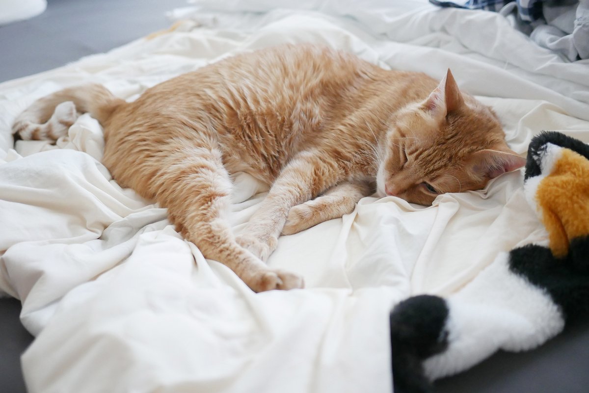 petejuju's tweet photo. ピートがよく猫Feel毛布の上で寝てるので夏用猫Feelを買ったのに、全然上に乗らないから諦めて適当に置いておいたら裏���(？)の接触冷感の方で寝てる姿をよく見かけるようになり、今は接触冷感面を上にして置くようにしててピートは毎日そこで寝てます。 https://t.co/CBasBGZj81