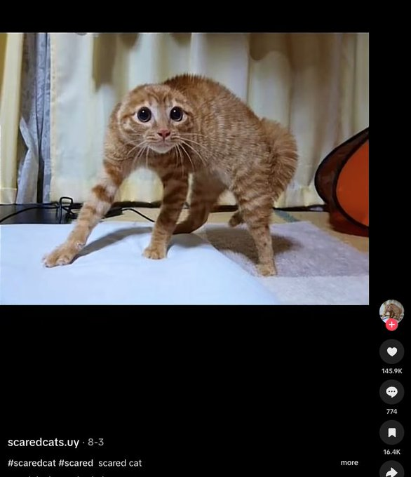 VampSolx's tweet photo. May baal buttfuck me if this isnt a gem
Scared Cat is going so fucking viral on tiktok its a new ttemplate and theres tens of viral posts and every post has the #scaredcat its the memes name
Check links
160K likes
https://t.co/ivL6KeCOW1
65k likes
https://t.co/iYNvPJTygZ
60k likes
https://t.co/Ji5ImUz1Nb
https://t.co/Fh2ZkmaOgb