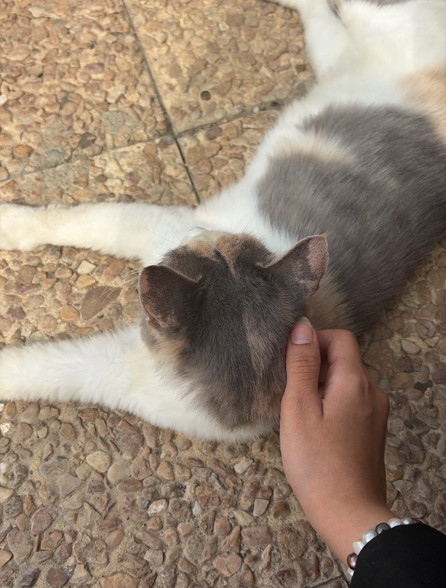 Lilisuxi's tweet photo. 3rd day of the last year in college 💚🐈 https://t.co/QoUc2LIKw1
