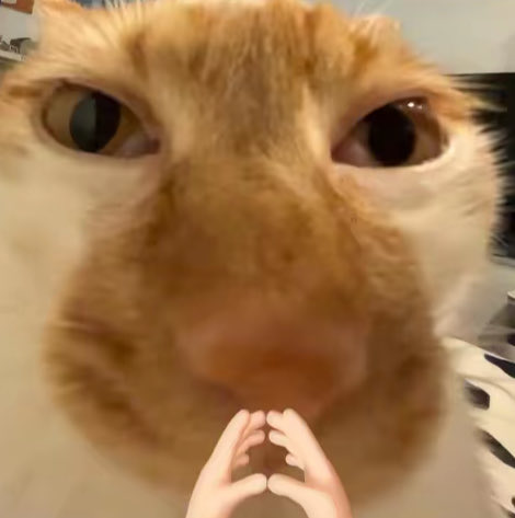 BOLUO728's tweet photo. 鱼烧哥，抖音喵唧唧喵旗下艺猫，现在超火的丑萌系猫猫表情包网红￼￼￼，douyin 大量二创表情包，微信表情商店直接搜鱼烧就能搜到成套表情。 https://t.co/GNj5UgZVjb