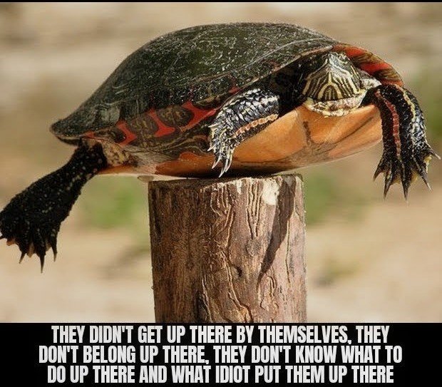 TJ_Foxtrot's tweet photo. @ZackPolanski Post Turtle! https://t.co/LqDefiBYb0