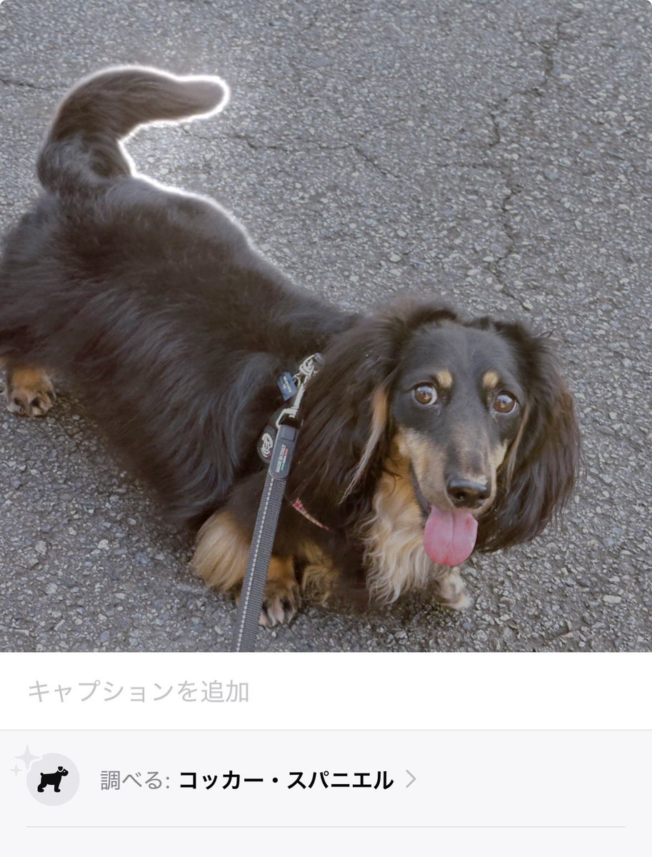 tenca0121's tweet photo. あいぽんのAI機能、私は信じない(￣▽︎￣)

だっくすなおぼったまはモデルをするたびに忙しなく犬種もジョブチェンジ🤣🤣🤣

あいぽんよ。何を基準に犬種を選別しとるねん。 https://t.co/QKeHHq0sdp