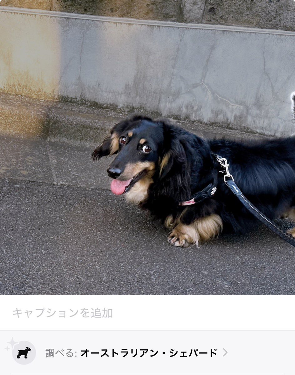 tenca0121's tweet photo. あいぽんのAI機能、私は信じない(￣▽︎￣)

だっくすなおぼったまはモデルをするたびに忙しなく犬種もジョブチェンジ🤣🤣🤣

あいぽんよ。何を基準に犬種を選別しとるねん。 https://t.co/QKeHHq0sdp