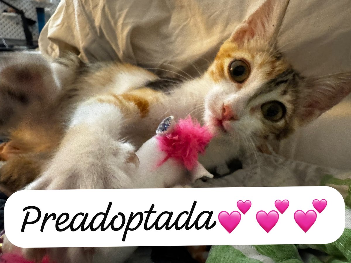 ElleMomslator's tweet photo. Chuleta tiene casita 💕

Me va a dar pena darla, porque vino con tanto miedo que bufaba y arañaba a quien se acercara a tocarla y ahora solo quiere mimitos y ronronear todo el día. 

¡Ay! ¡Cómo cuesta dar en adopción a estos bichitos que te roban el corazón! https://t.co/pkjKxZ0ood