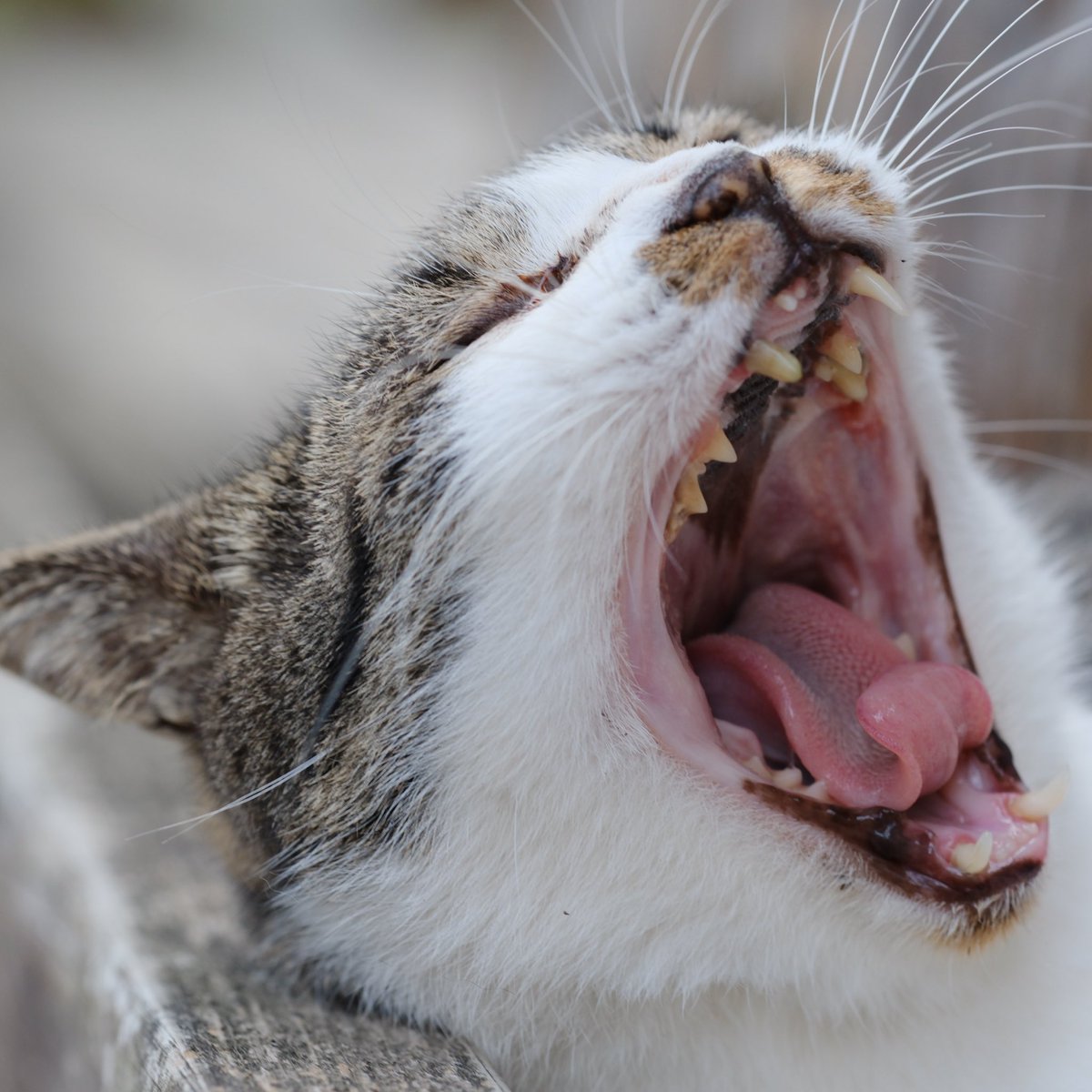 mountainfrog2's tweet photo. やっぱり眠たい猫2
#地域猫
#平等寺
#写真好きの人と繋がりたい https://t.co/KJgmhod6r6