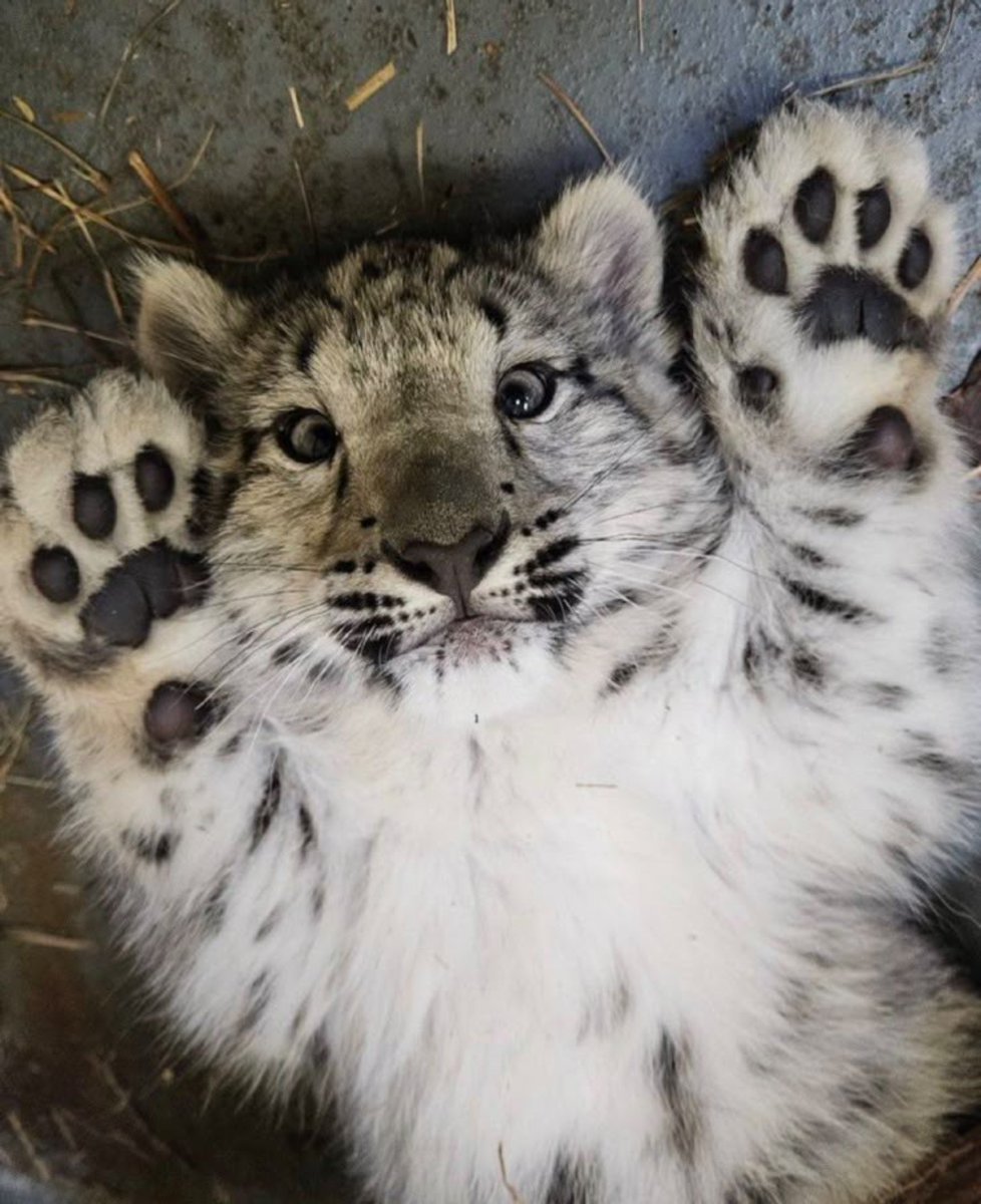 raintale's tweet photo. snow leopard 🐾 https://t.co/qBmvaZ3ckQ