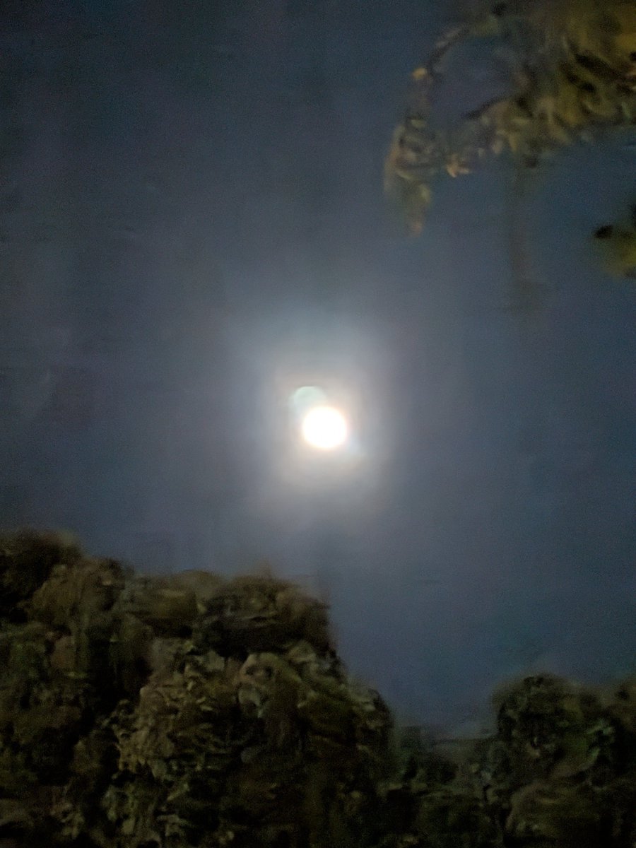 Saaooori's tweet photo. 「お散歩しよう」と誘ってくれました
大阪の夜はほどよく風があってお散歩しやすく会話が弾みました https://t.co/ZiERbj10g9