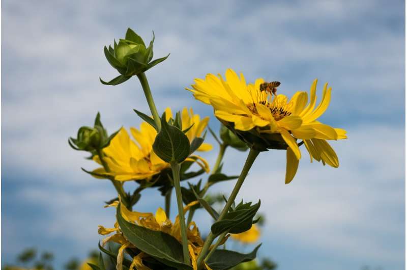 2026Adv12990's tweet photo. Assembly of giant wild sunflower family genomes unlocks potential for new perennial crops read more: https://t.co/blydx93ALv To Know More Information About Adv. PSPB 2027 Visit Our Website: https://t.co/GhkmIHgomg #plantaddict #trees #plantlove #agriculture https://t.co/JnAOYQ9MEI