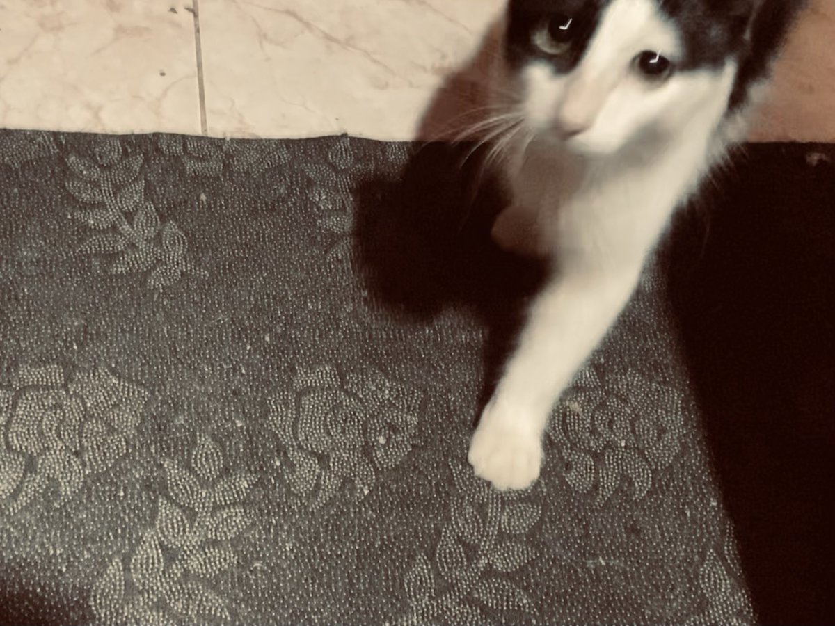 ExoVampi_'s tweet photo. Hablemos de la privacidad que pierdes desde que adoptas un gato jsjsjsjss https://t.co/PGutnro001